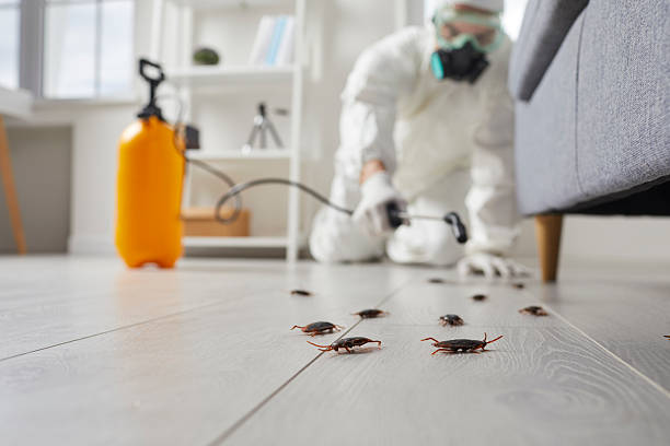Post-Treatment Bed Bug Interceptor Monitoring in Pekin